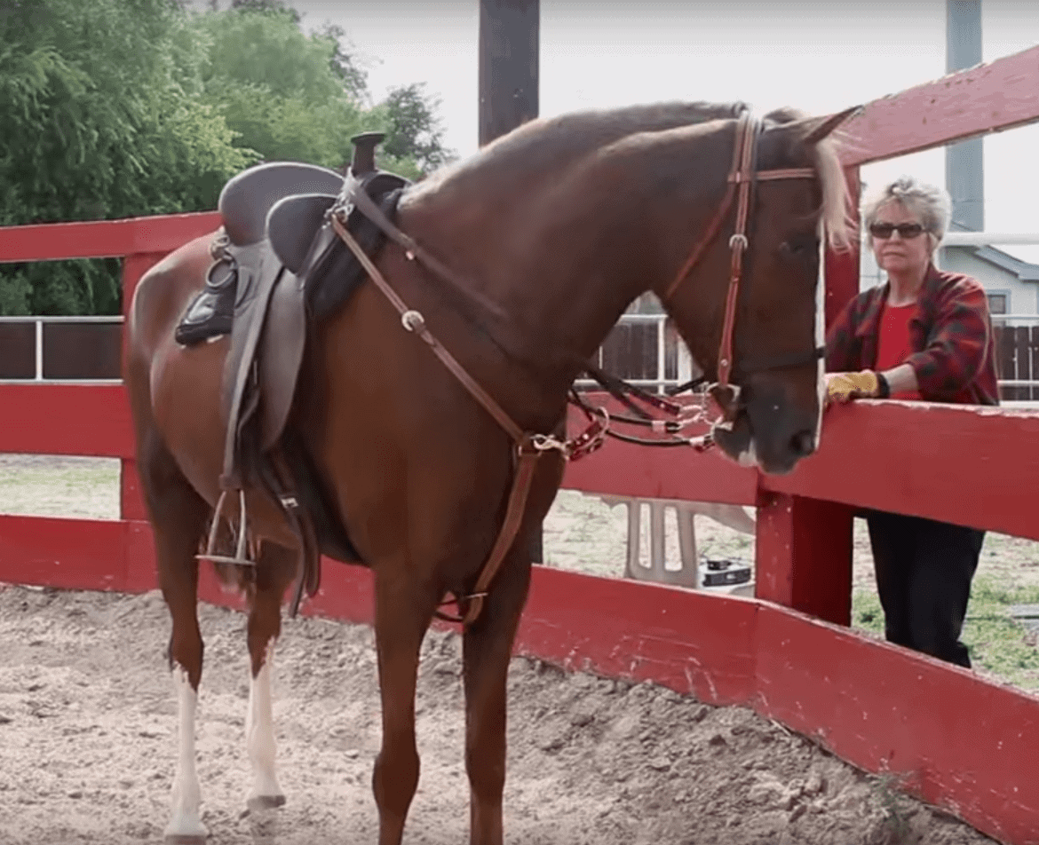 Unlock the Secrets of Horse Riding: When Horse is Right for You