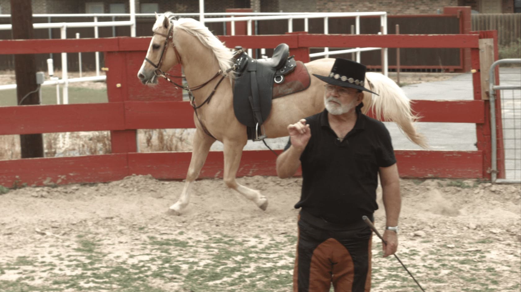 The Art of Training Horses: One Trainer's Journey with 2 Unique ...