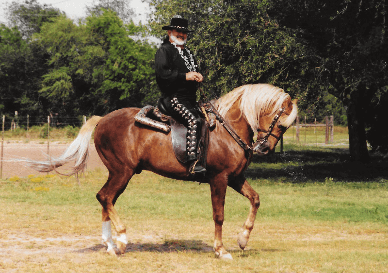 5 Ways to Show Kindness to Your Horse without Crossing the Line into Cruelty