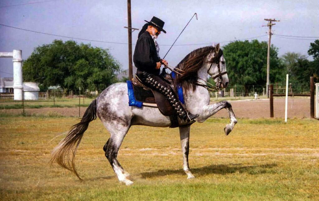 Reins Horse: Why Everyone Is Searching “Reins Horse” in 2026 – And the Best Horse Reins You Should Buy