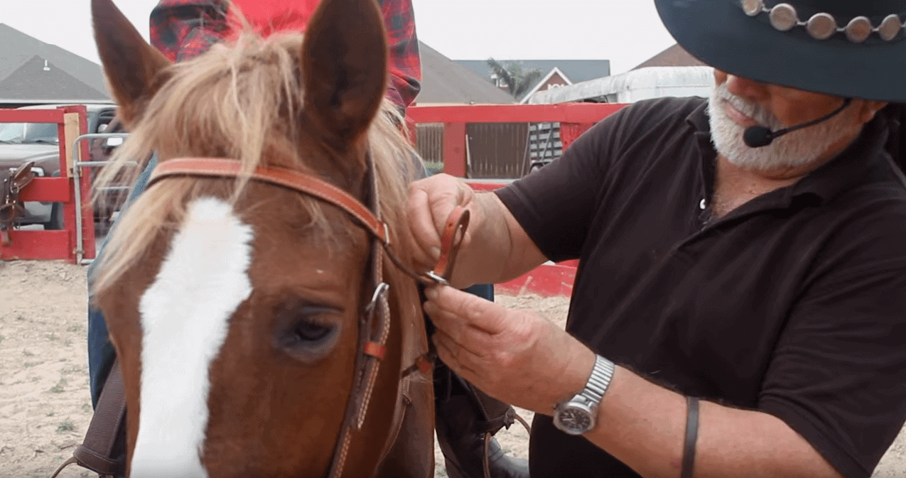 Horse Trainer fixing a rope on a horse