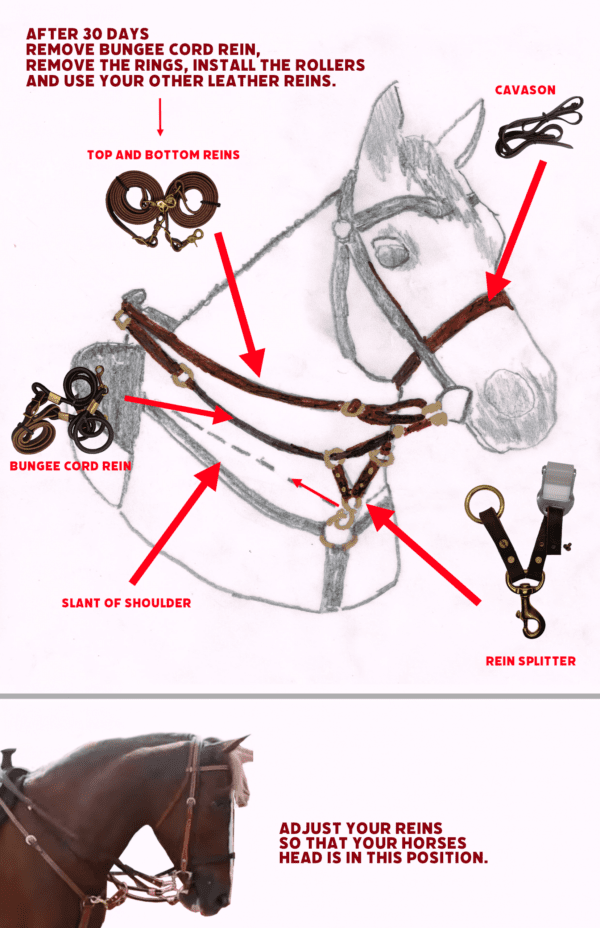 A diagram of a horse training materials
