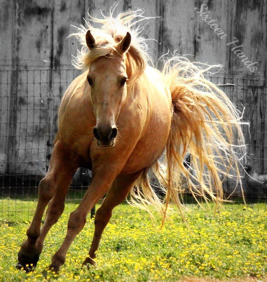 5 Ways to Show Kindness to Your Horse without Crossing the Line into Cruelty