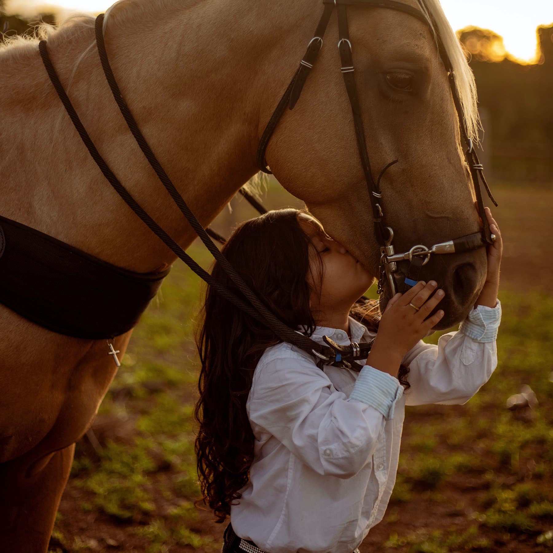 The Art of Training Horses: One Trainer's Journey with 2 Unique ...