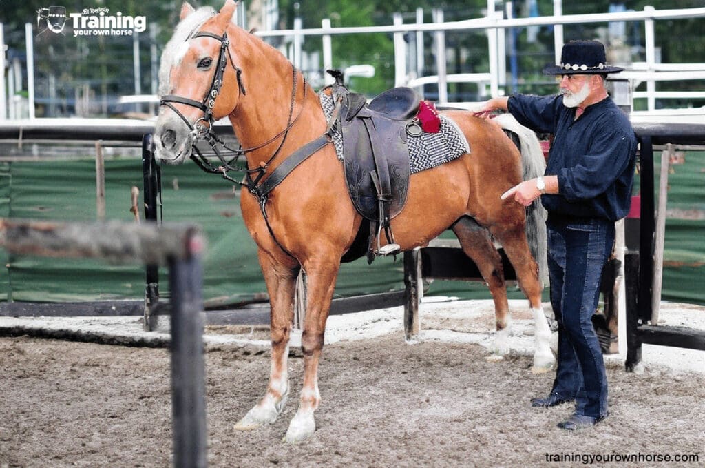 Distinguishing Excellence: The Profound Difference Between a Horseman and a Horse Trainer, as Told by Al Ragusin - The World's Most Decorated Horseman