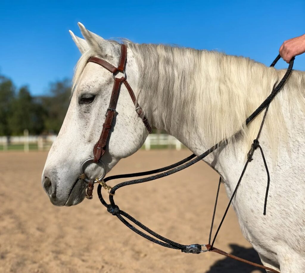 A horse wearing Draw Reins