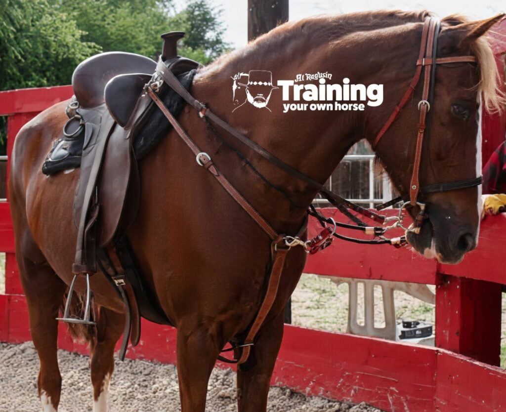 Horse wearing bungee reins for better collection.