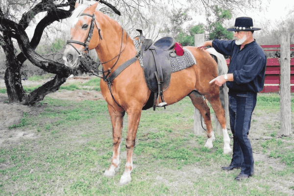 Split Reins vs Western Reins vs Draw Reins vs English Reins: Which Reins Are Best for Your Horse?
