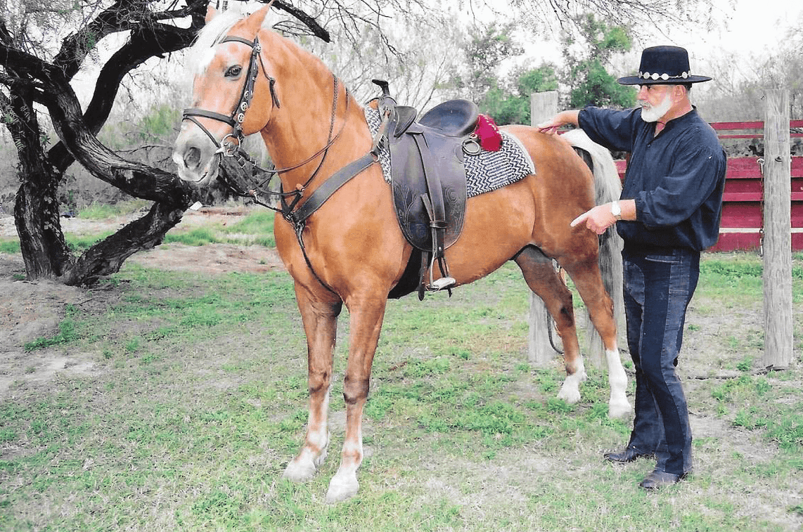 Split Reins vs Western Reins vs Draw Reins vs English Reins: Which Reins Are Best for Your Horse?