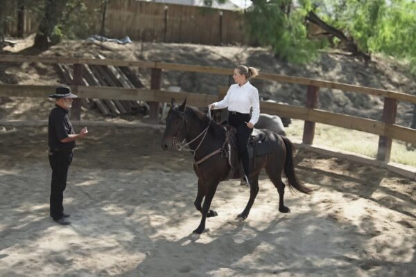Horse Training for Beginners: Your Best Complete 8-Step Guide